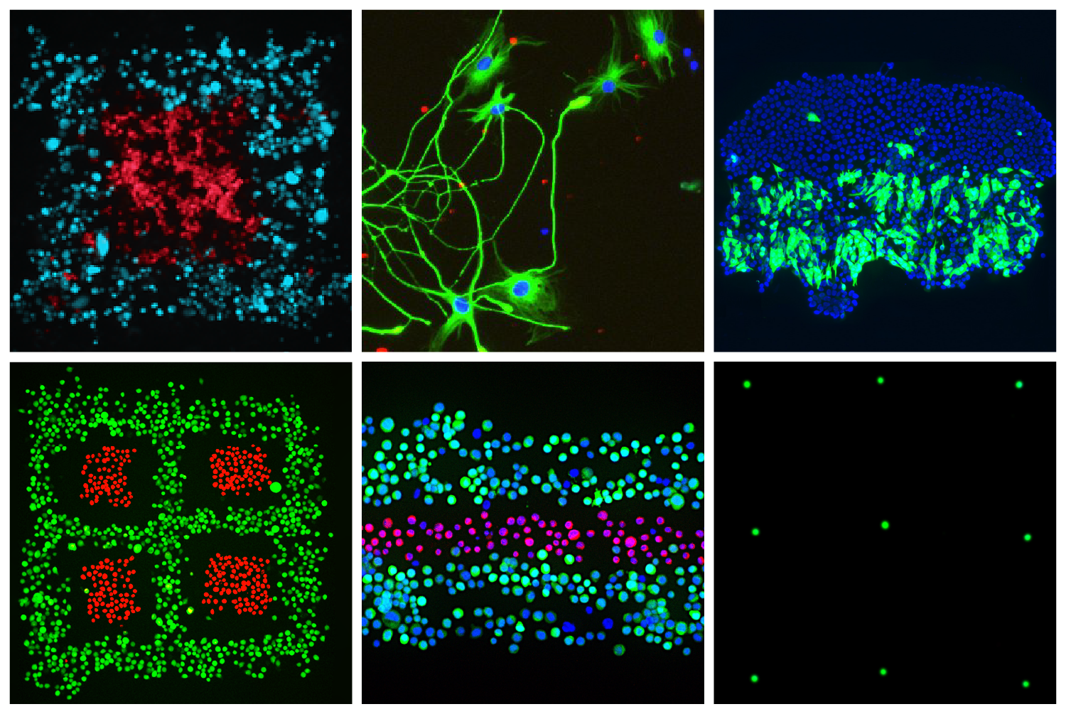 使用Fluicell Biopixlar平台,科学家能够精确的3 d打印一系列细胞结构(如图)。通过Fluicell形象。