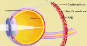 外层血-视网膜屏障是视网膜和脉络膜的界面，包括布鲁赫膜和脉络膜。图片来自国家眼科研究所。
